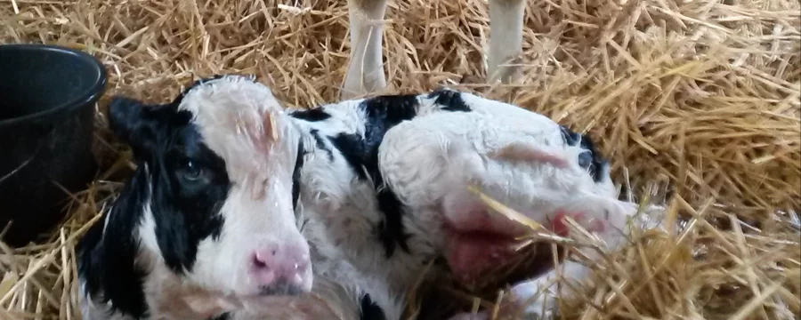 Calf that has recently been born